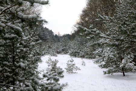 Meadow in the east of the Spandauer Forst with snow 2021-02-10 03