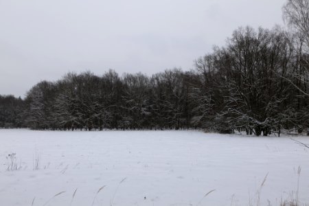 Meadow in the northwest of the Spandauer Forst with snow 2021-02-09 12