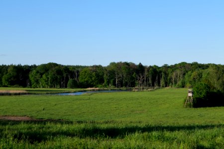 Meadow in Temmen-Ringenwalde 2021-05-29 28