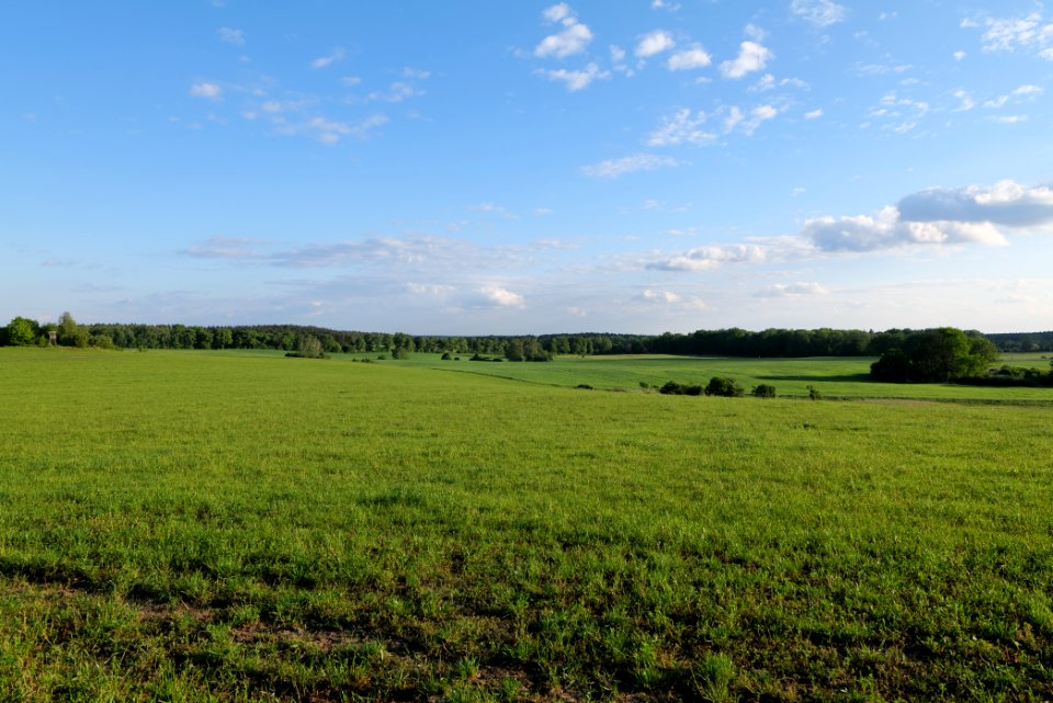 Meadow in Temmen-Ringenwalde 2021-05-29 17
