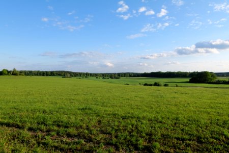 Meadow in Temmen-Ringenwalde 2021-05-29 17