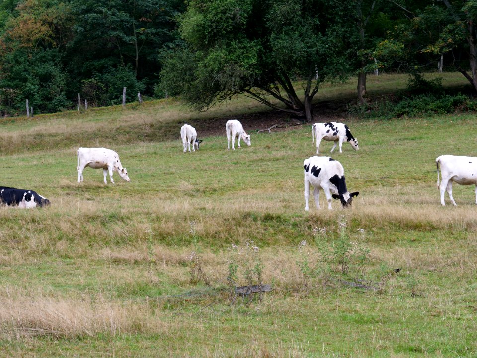 Meadow in Rurberg in September 2019 03