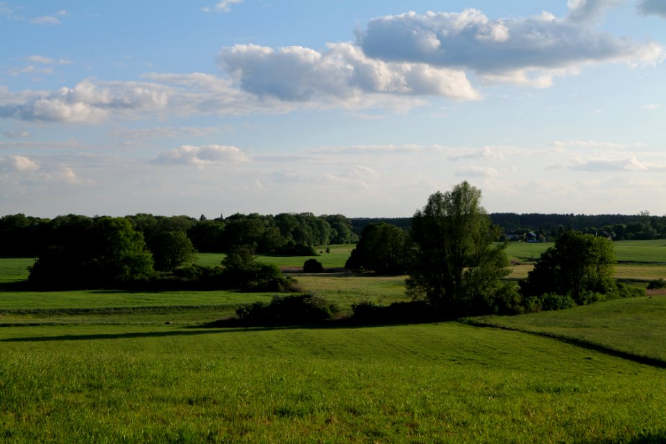 Meadow in Temmen-Ringenwalde 2021-05-29 15
