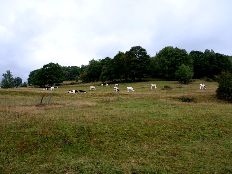 Meadow in Rurberg in September 2019 01