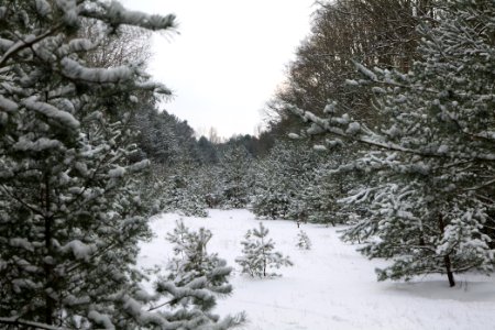 Meadow in the east of the Spandauer Forst with snow 2021-02-10 02