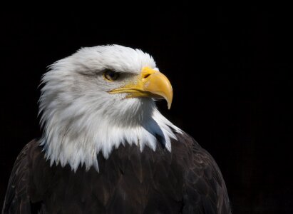 Bird of prey bald eagle bald eagles