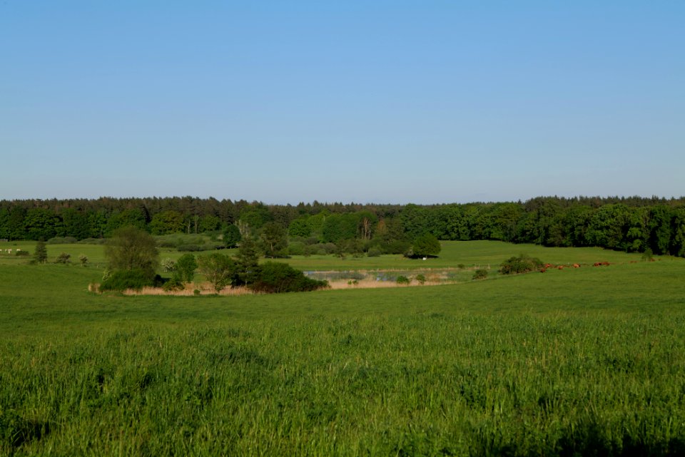 Meadow in Temmen-Ringenwalde 2021-05-29 26