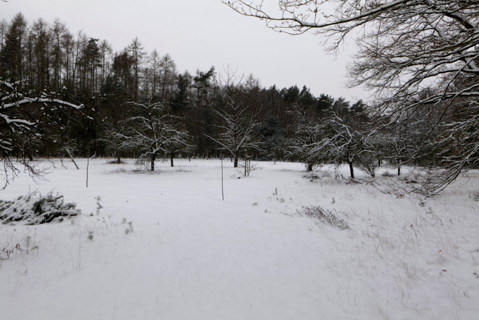 Meadow in the northeast of the Spandauer Forst with snow 2021-02-09 01
