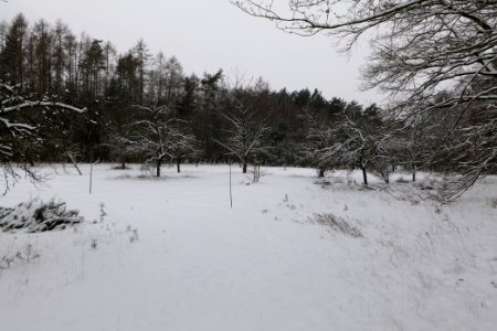 Meadow in the northeast of the Spandauer Forst with snow 2021-02-09 01