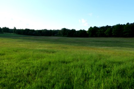 Meadow in Temmen-Ringenwalde 2021-05-29 10