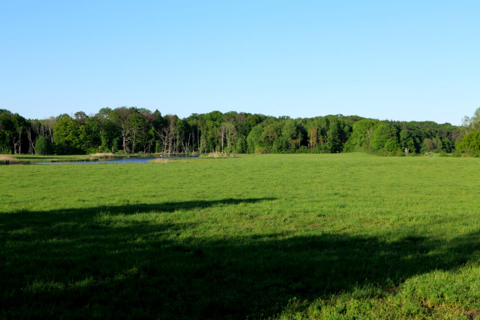 Meadow in Temmen-Ringenwalde 2021-05-29 25