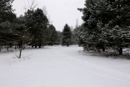 Meadow in the northeast of the Spandauer Forst with snow 2021-02-09 06