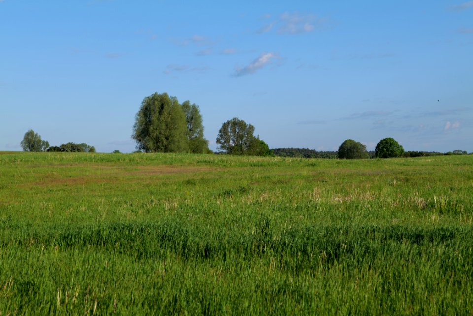 Meadow in Temmen-Ringenwalde 2021-05-29 02