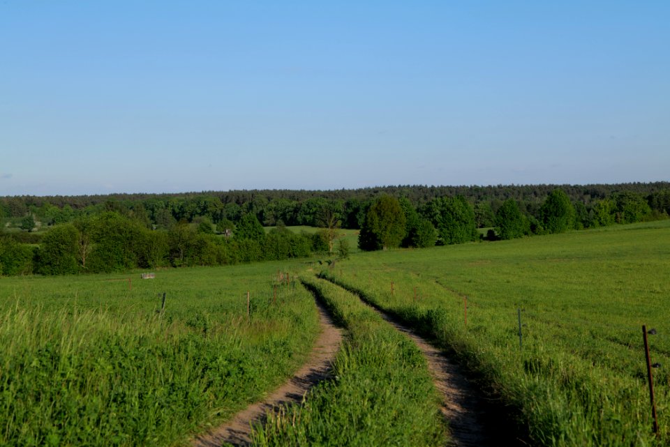 Meadow in Temmen-Ringenwalde 2021-05-29 20