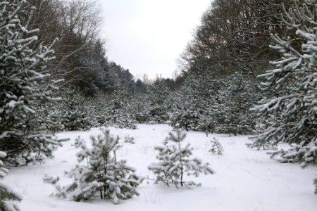 Meadow in the east of the Spandauer Forst with snow 2021-02-10 06