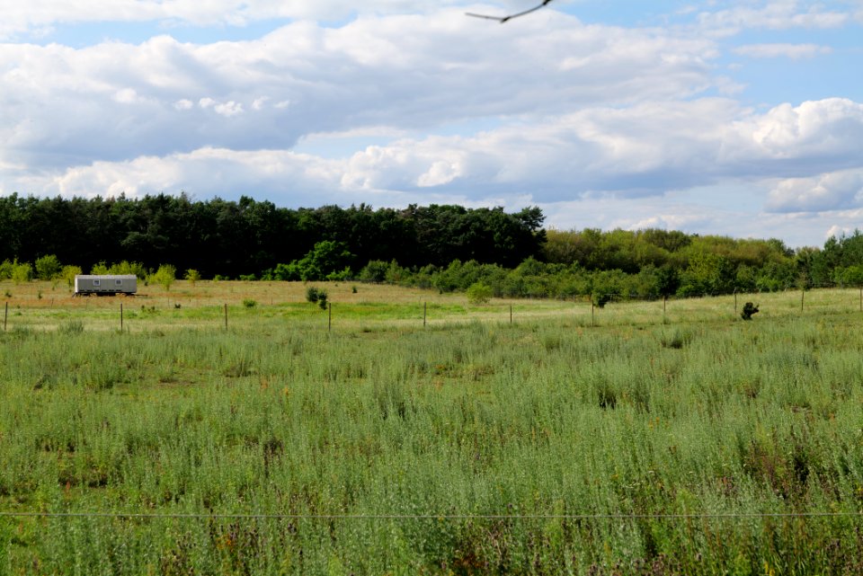 Meadow in Tasdorf 2020-07-22 06