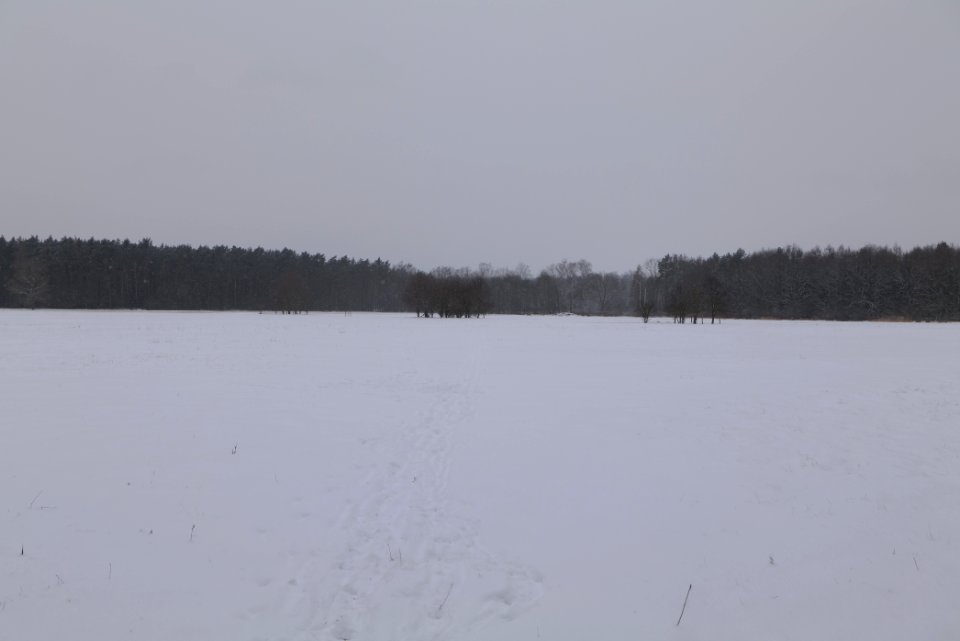 Meadow in the northwest of the Spandauer Forst with snow 2021-02-09 08