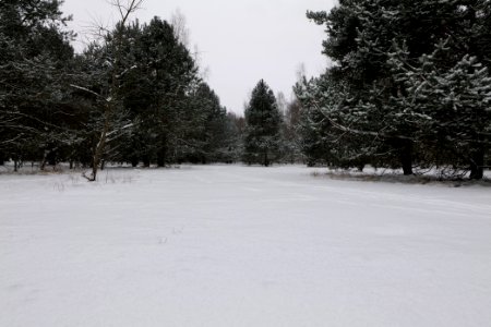 Meadow in the northeast of the Spandauer Forst with snow 2021-02-09 05