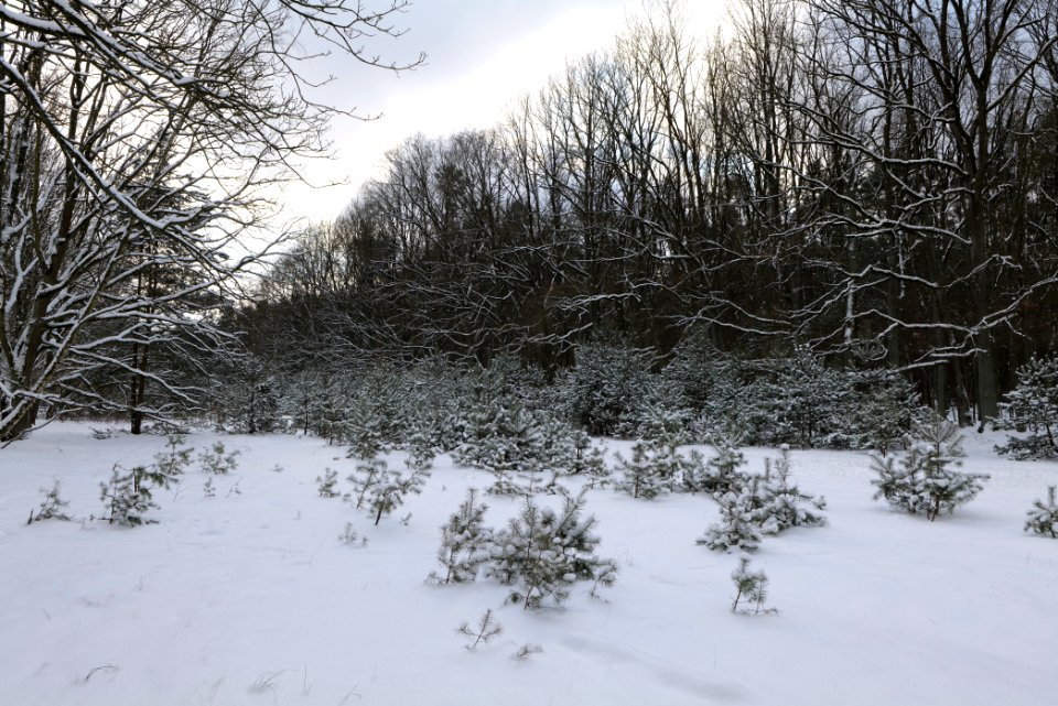Meadow in the east of the Spandauer Forst with snow 2021-02-10 01