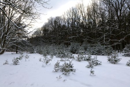 Meadow in the east of the Spandauer Forst with snow 2021-02-10 01
