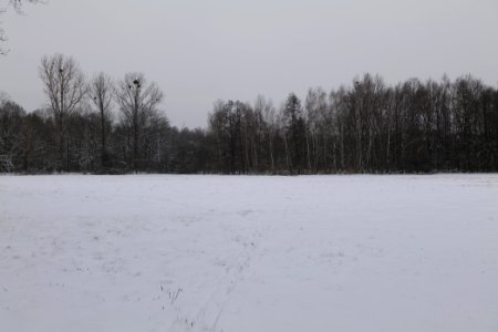 Meadow in the northwest of the Spandauer Forst with snow 2021-02-09 09