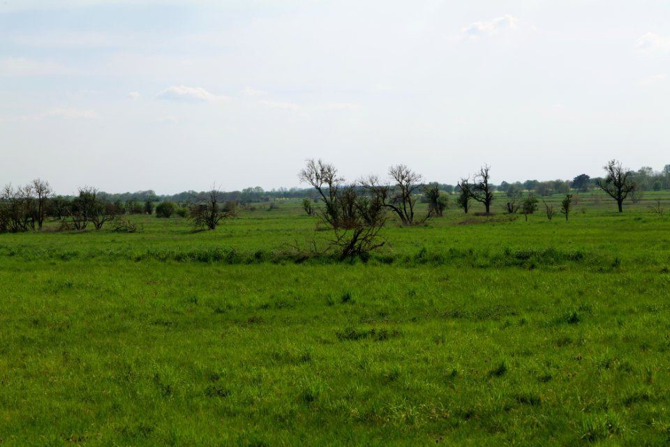 Meadow in Ragow 2021-05-11 21
