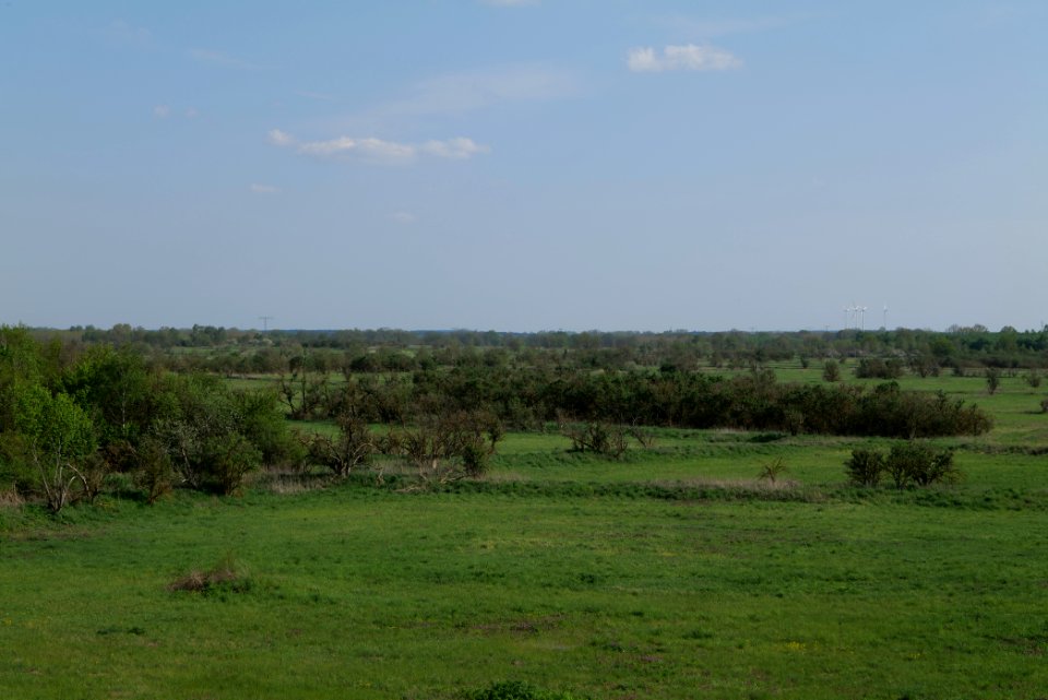 Meadow in Ragow 2021-05-11 26