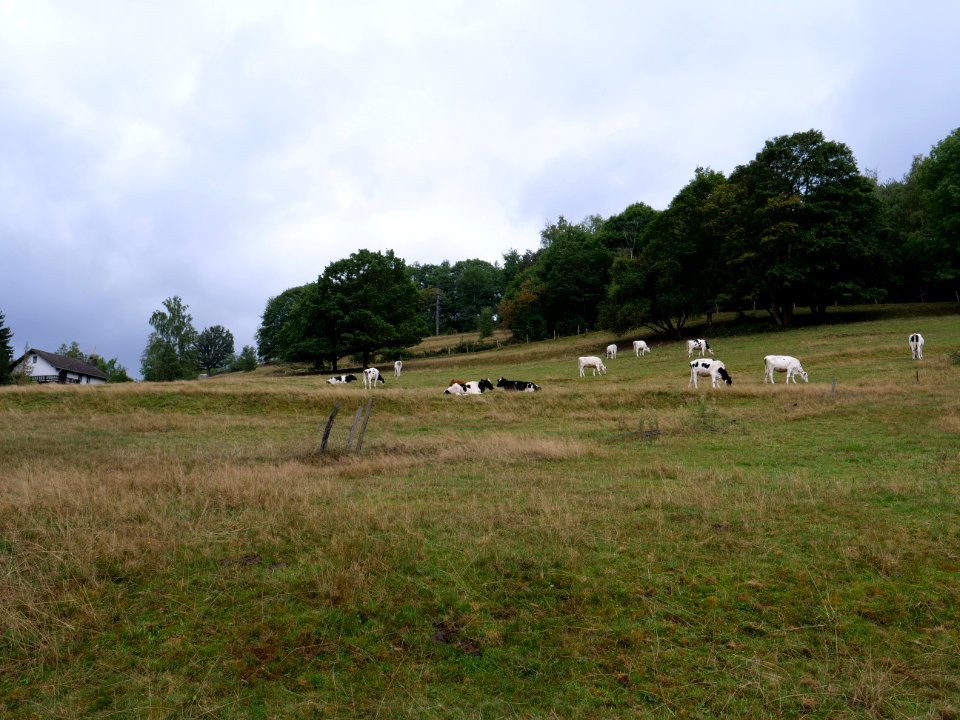 Meadow in Rurberg in September 2019 07