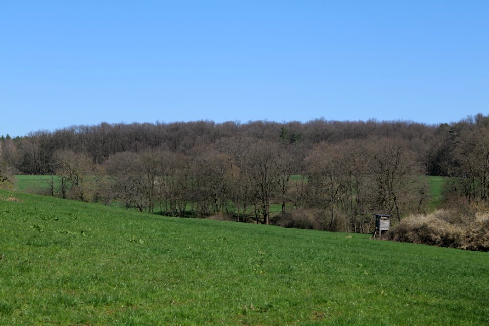 Meadow Oberhöchstadt 2020-03-25 07