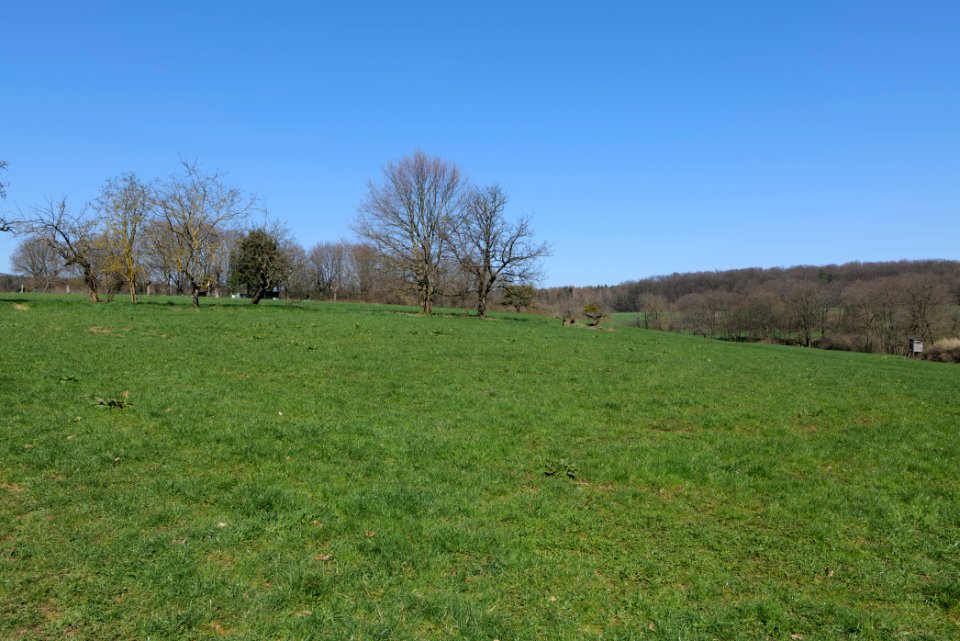 Meadow Oberhöchstadt 2020-03-25 06