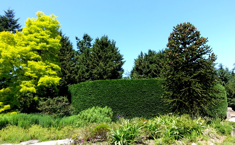 Maze - VanDusen Botanical Garden - Vancouver, BC - DSC07030