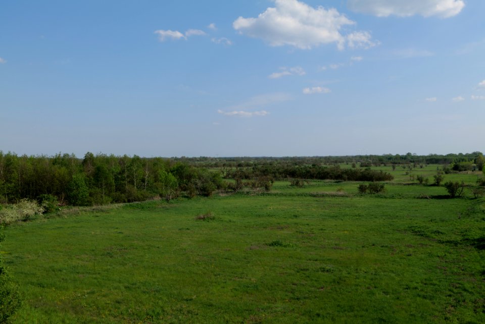 Meadow in Ragow 2021-05-11 27