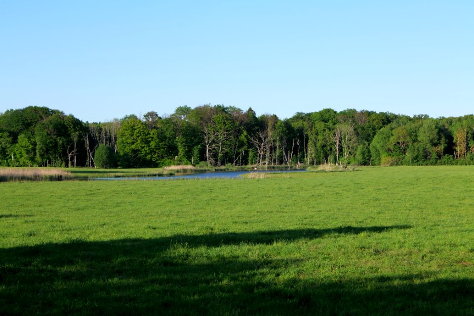 Meadow in Temmen-Ringenwalde 2021-05-29 23