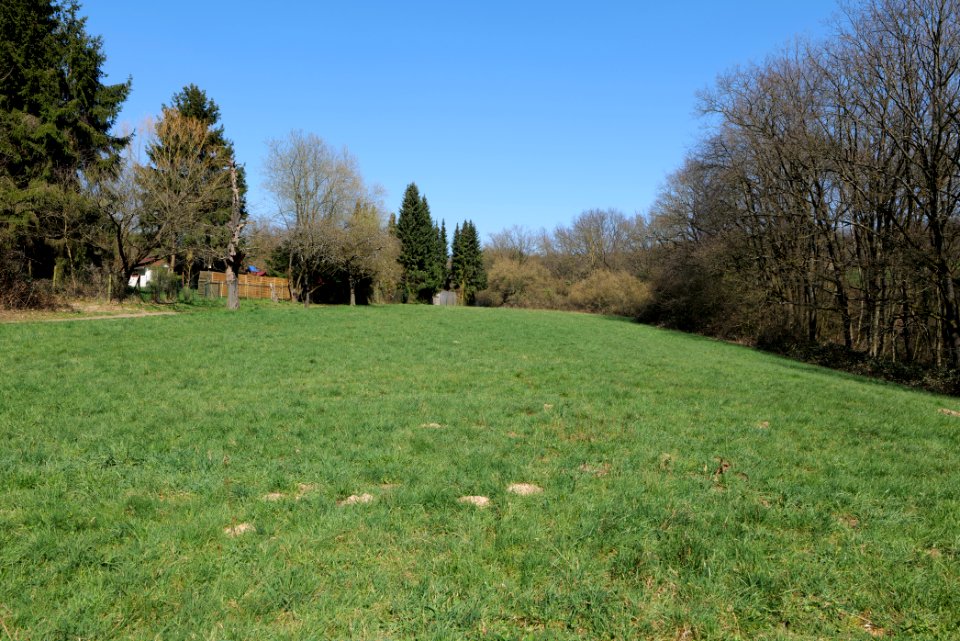 Meadow Oberhöchstadt 2020-03-25 02