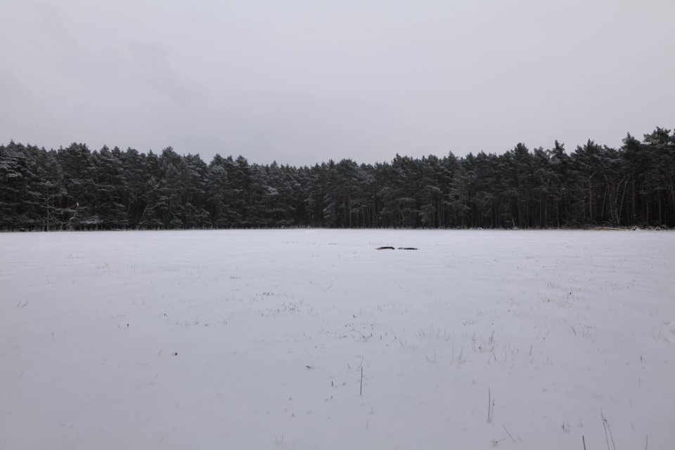 Meadow in the northwest of the Spandauer Forst with snow 2021-02-09 01