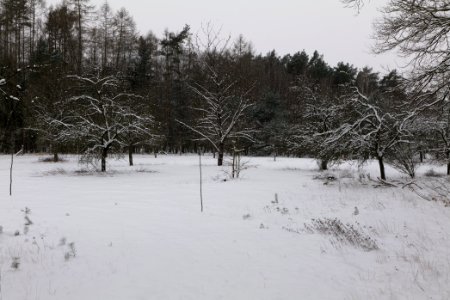 Meadow in the northeast of the Spandauer Forst with snow 2021-02-09 02