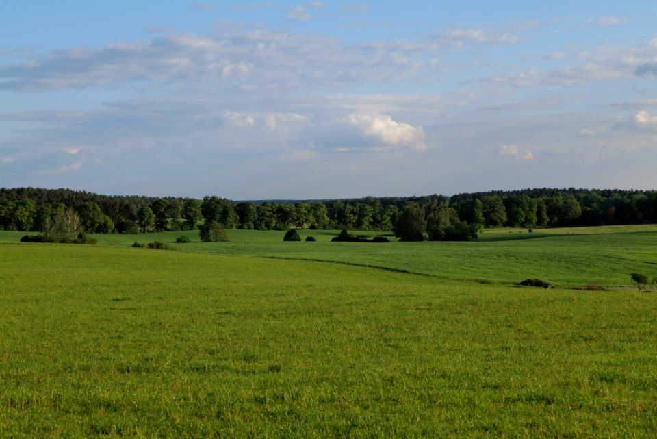 Meadow in Temmen-Ringenwalde 2021-05-29 18