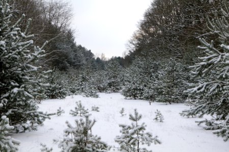 Meadow in the east of the Spandauer Forst with snow 2021-02-10 04