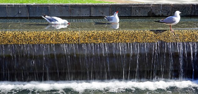 Waterfall swim birds