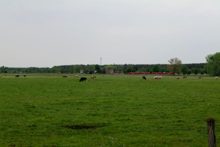 Meadow in Sommerfeld 2020-05-10 14