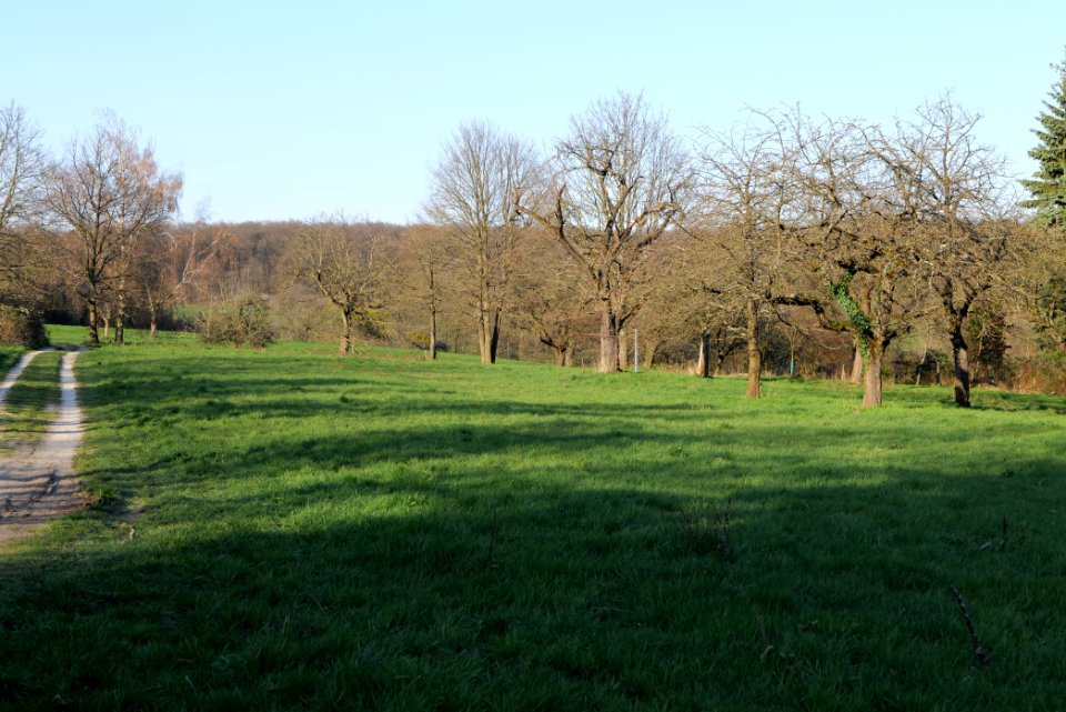 Meadow Oberhöchstadt 2020-03-25 22