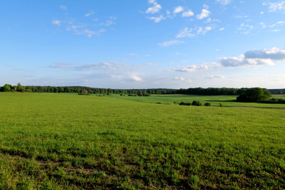 Meadow in Temmen-Ringenwalde 2021-05-29 16