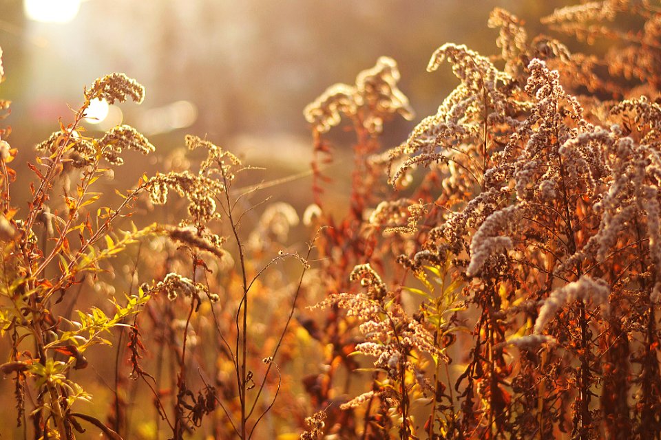 Meadow Sunset (127034619) photo