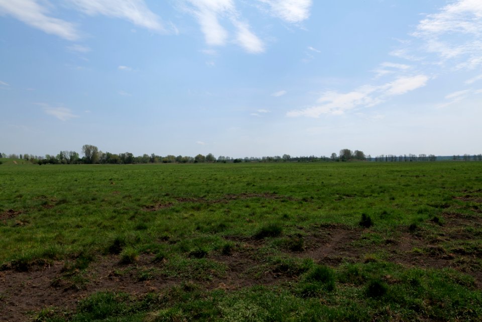 Meadow in Rangsdorf 2021-05-11 06