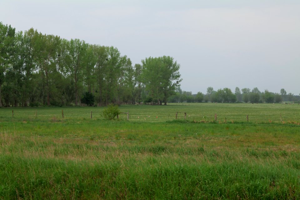 Meadow in Sommerfeld 2020-05-10 20