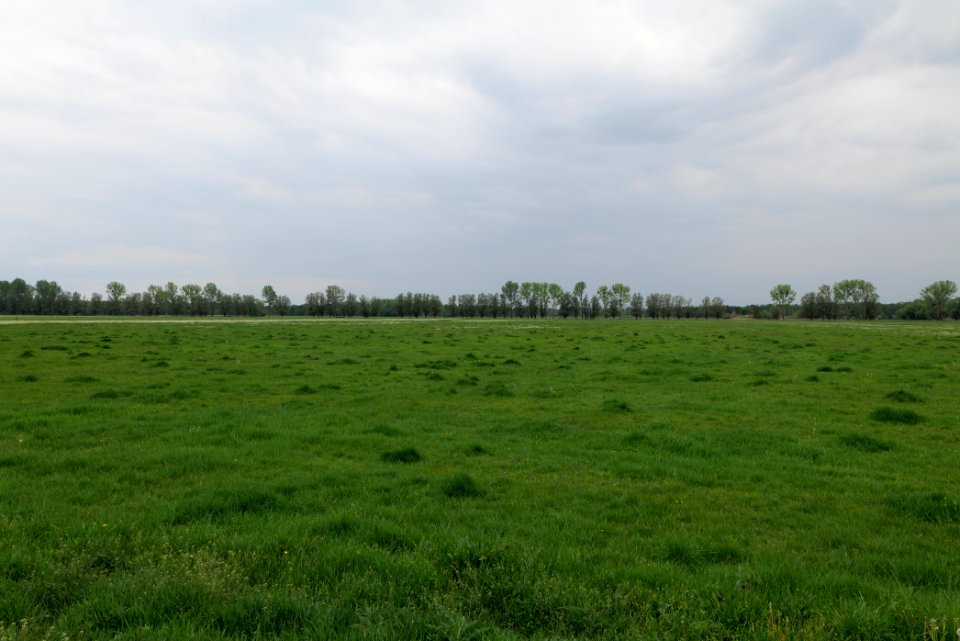 Meadow in Sommerfeld 2020-05-10 11
