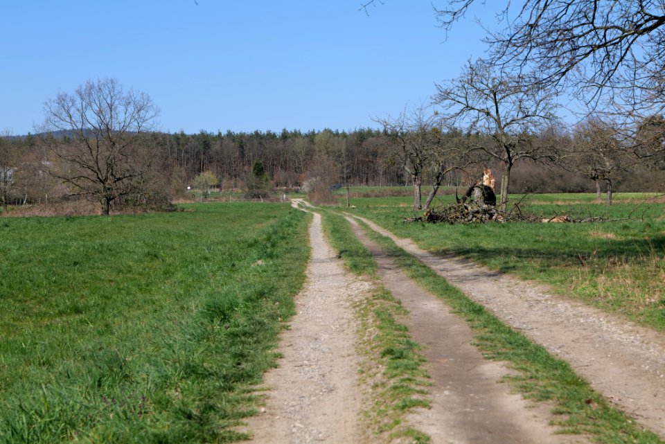 Meadow Oberhöchstadt 2020-03-25 11