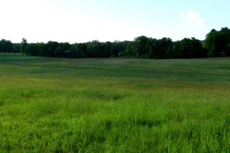 Meadow in Temmen-Ringenwalde 2021-05-29 11