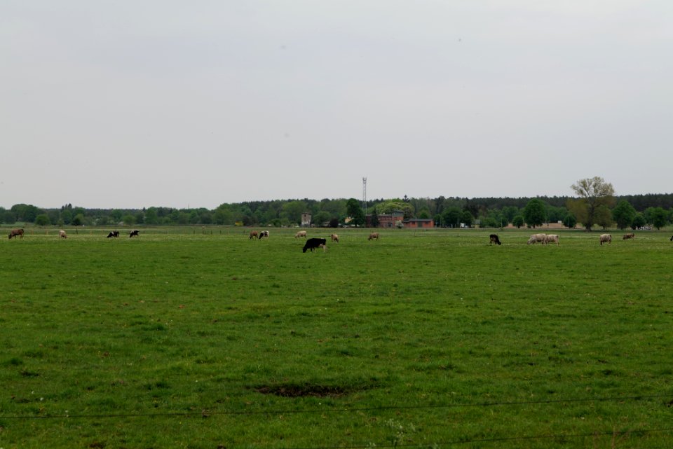 Meadow in Sommerfeld 2020-05-10 12