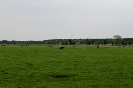 Meadow in Sommerfeld 2020-05-10 12